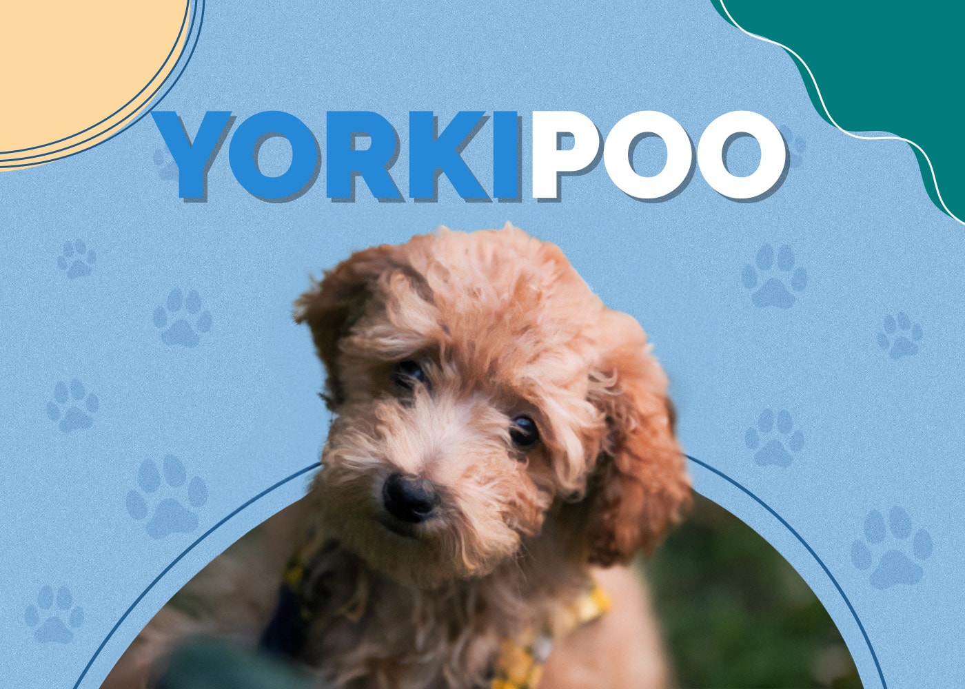 Yorkipoo (Yorkshire Terrier & Toy Poodle Mix) Info, Pictures, Facts, Traits