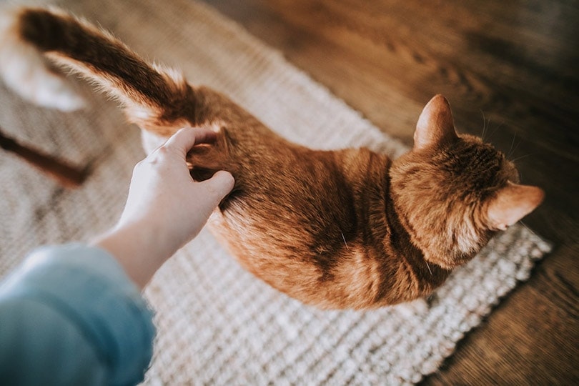 Why Do Cats Like Their Butt Scratched? 6 Likely Reasons