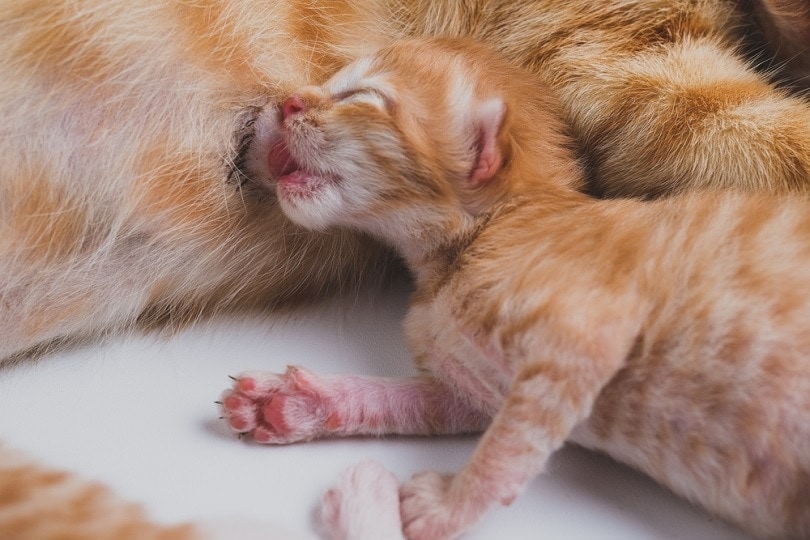 How To Take Care of a Newborn Kitten: 7 Vet-Approved Care Tips