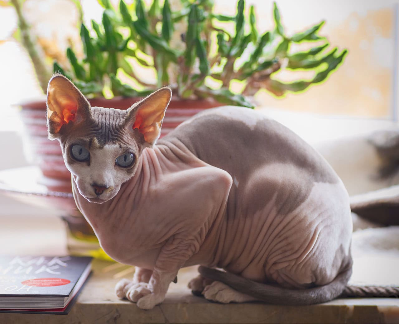 How to Tell What Breed Your Cat Is? Our In-Depth Identification Guide with Infographic