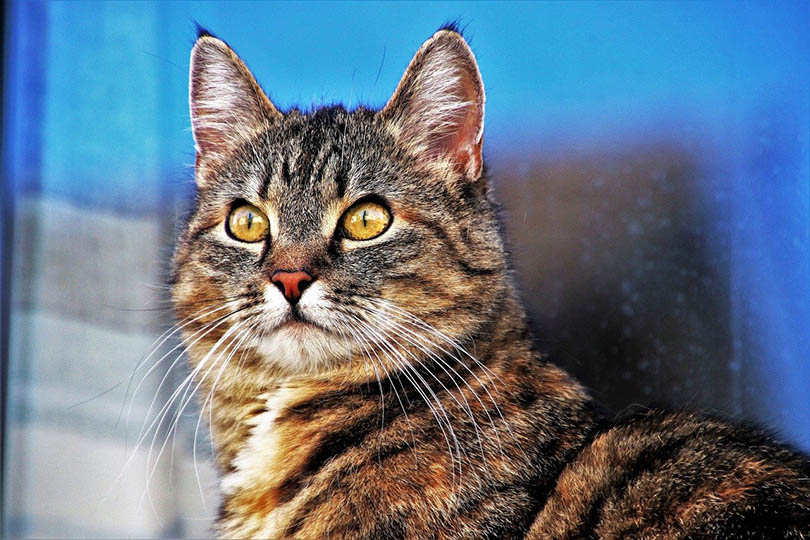 Why Do Cats Have Slits In Their Eyes? Vet-Verified Feline Anatomy Facts & FAQ