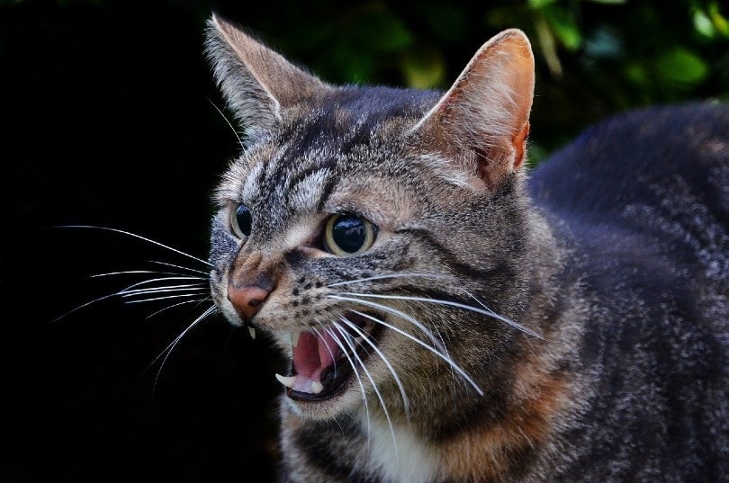 Why is My Cat Hissing at Me Suddenly? 5 Vet-Reviewed Reasons to Explain This Behaviour