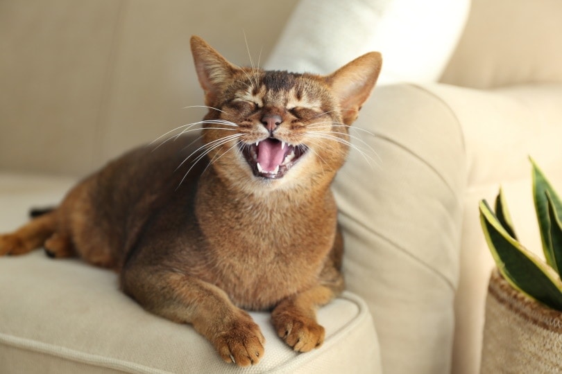 My Cat’s Meow Is Weak & Raspy, Are They Alright? Vet-Approved Causes & Symptoms