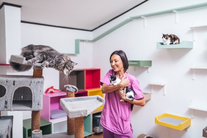 Boarding for Cats: Pros & Cons Explained