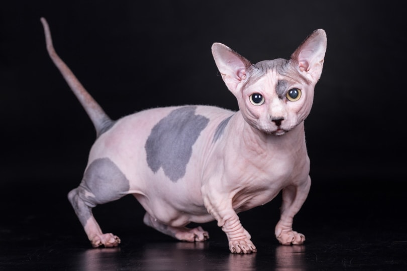 8 Hairless Cat Breeds: Bald & Beautiful (with Info & Pictures)