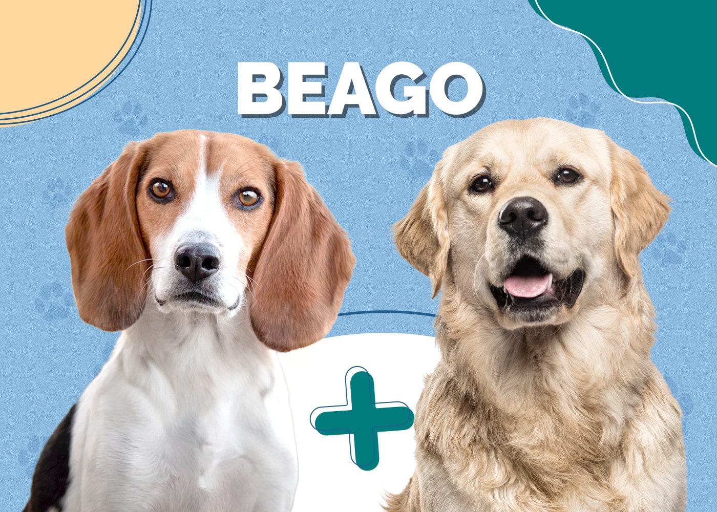 Beago (Beagle & Golden Retriever Mix) Info, Pictures, Traits
