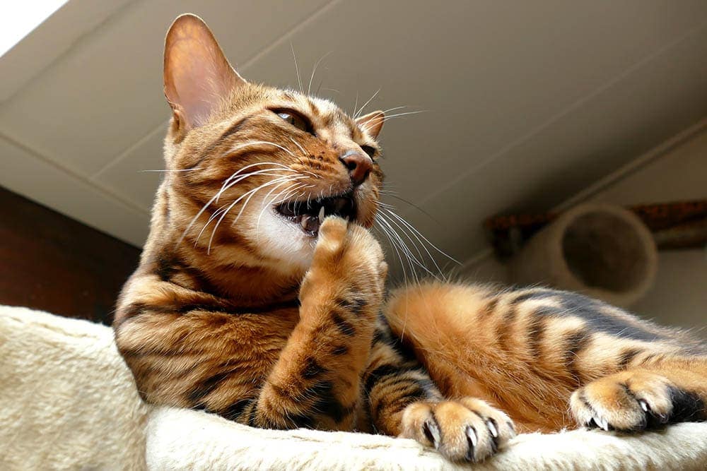 Do Bengal Cats Like to Cuddle? Vet-Approved Facts & FAQ