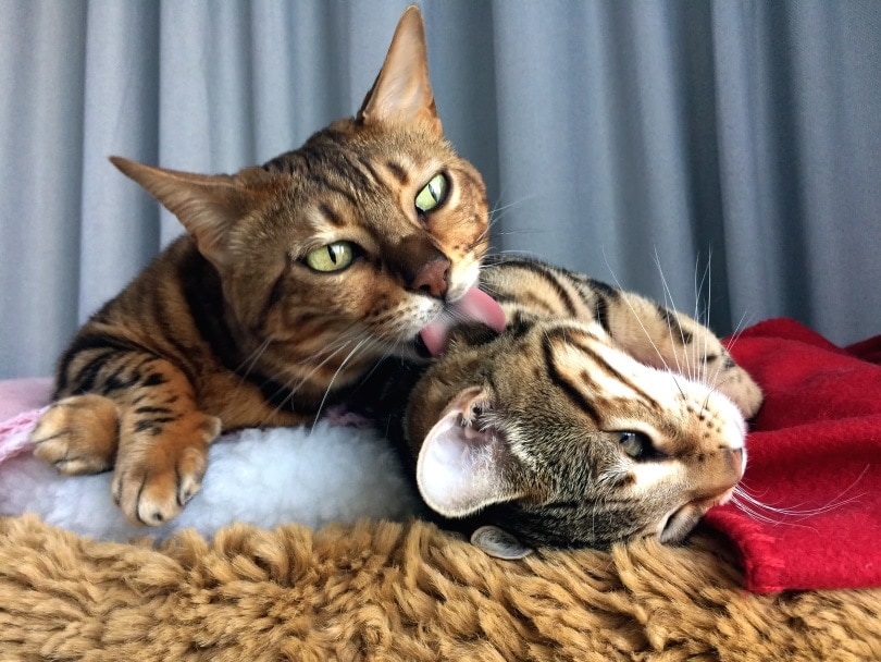 Why Do Cats Lick and Groom Each Other? Science-Based Facts & FAQ