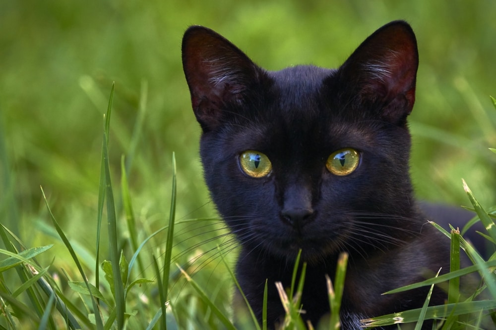 How Long do Bombay Cats Live? Average Lifespan, Data & Care Guide