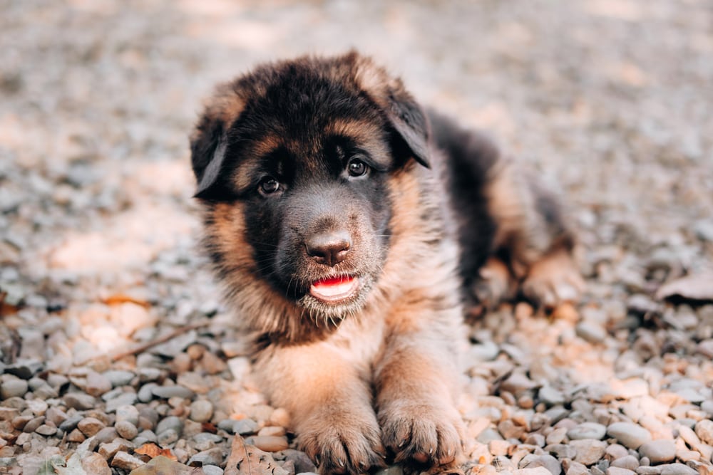How to Determine a Puppy’s Age: 7 Vet-Reviewed Methods To Use