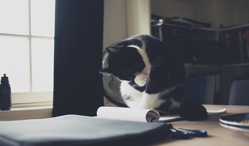 How Long Can You Leave A Cat Alone? Vet-Reviewed Care Facts