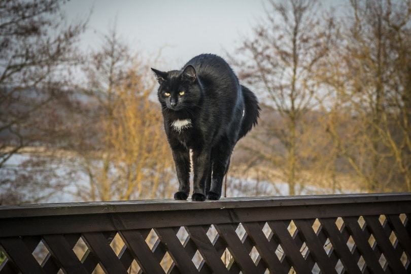 Why Do Cats Arch Their Back? 5 Vet Verified Reasons for This Behavior