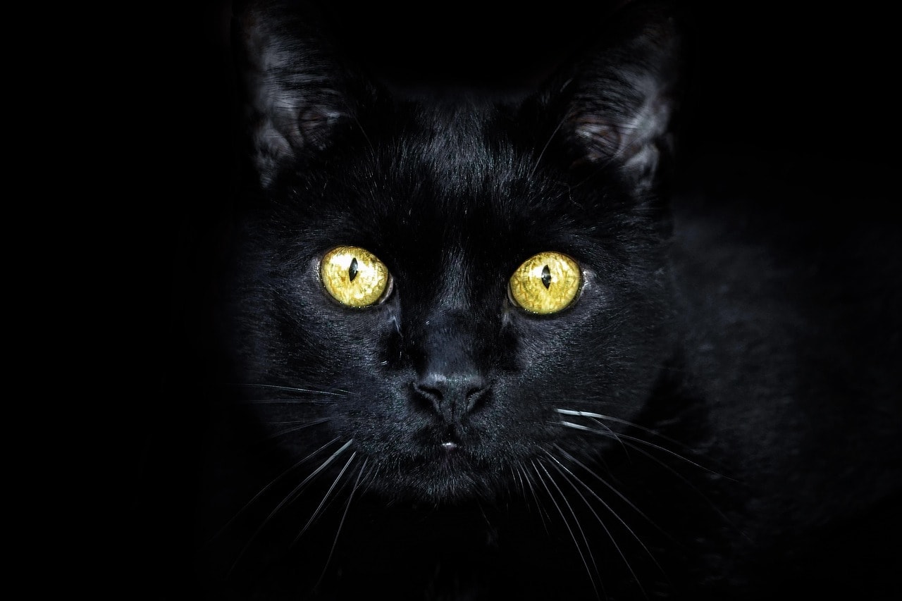 Why Do Cats’ Eyes Glow in the Dark? Science-Based Facts & FAQ