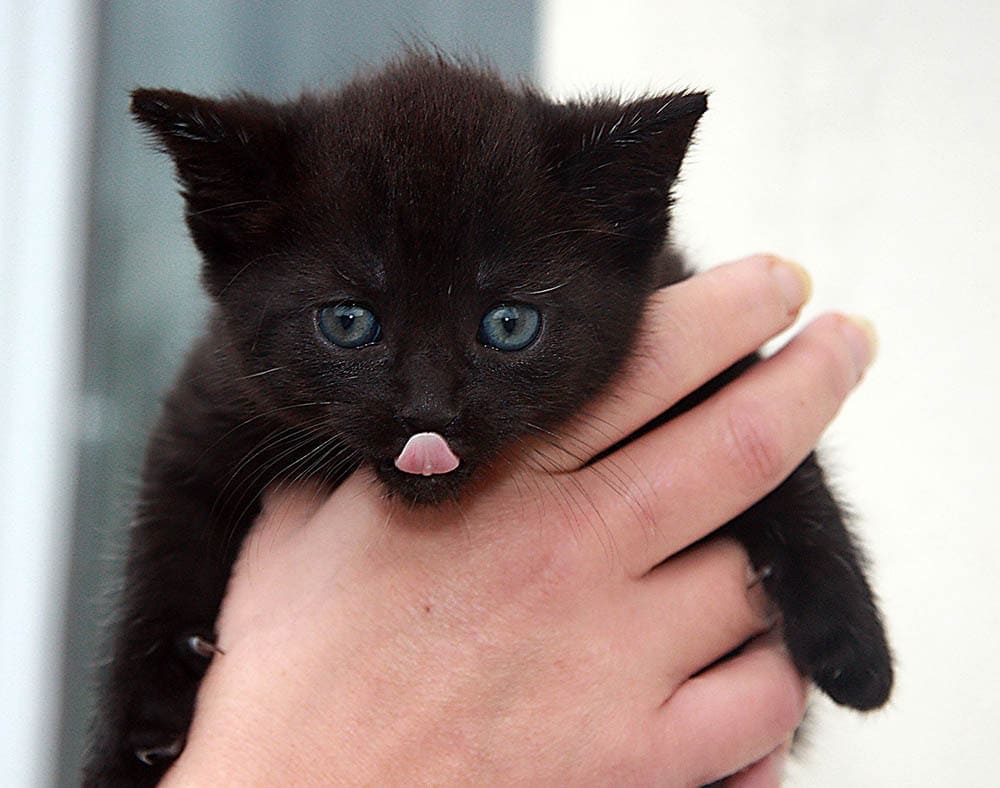 Why Do Cats Stick Their Tongues Out? 5 Vet-Reviewed Reasons