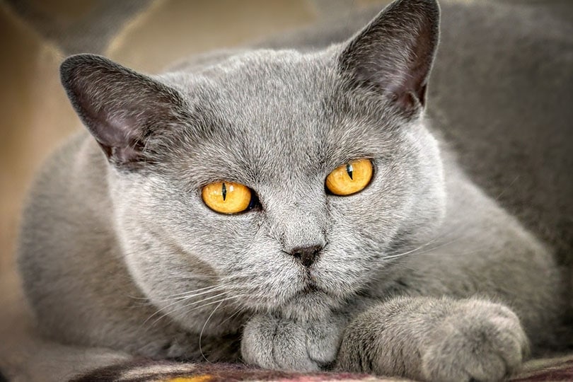 How Do Cat Eyes Work? Vet-Reviewed Feline Physiology