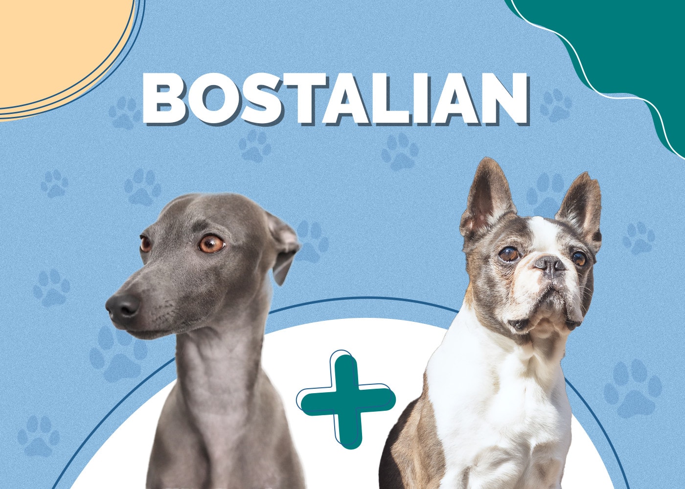 Bostalian (Italian Greyhound & Boston Terrier Mix): Info, Pics, Traits