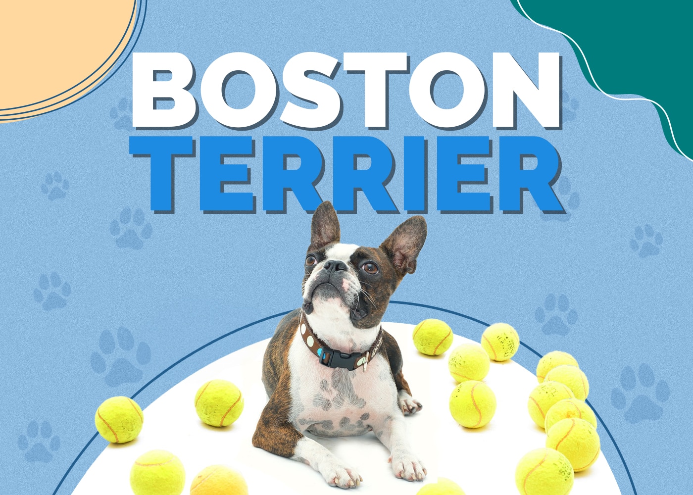 Boston Terrier Dog Breed Info: Pictures, Traits & Facts
