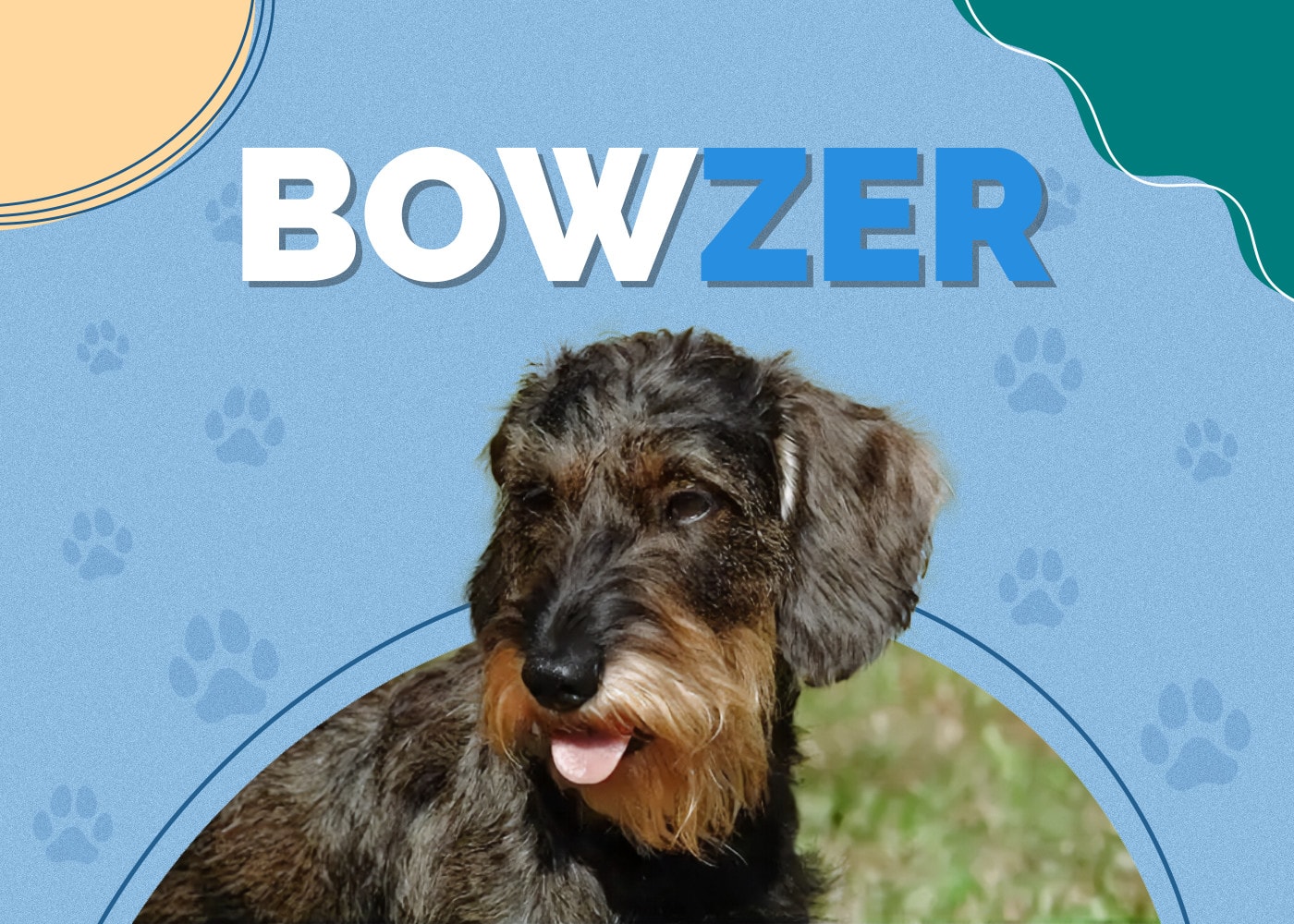 Bowzer (Basset Hound & Mini Schnauzer Mix): Info, Pictures, Care & More