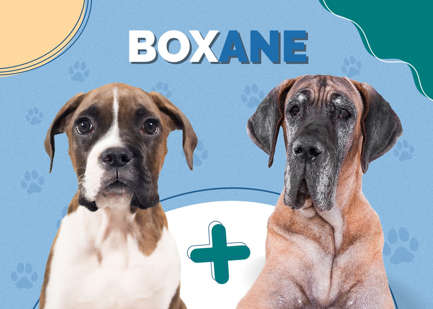 Boxane (Boxer & Great Dane Mix): Info, Pictures, Traits