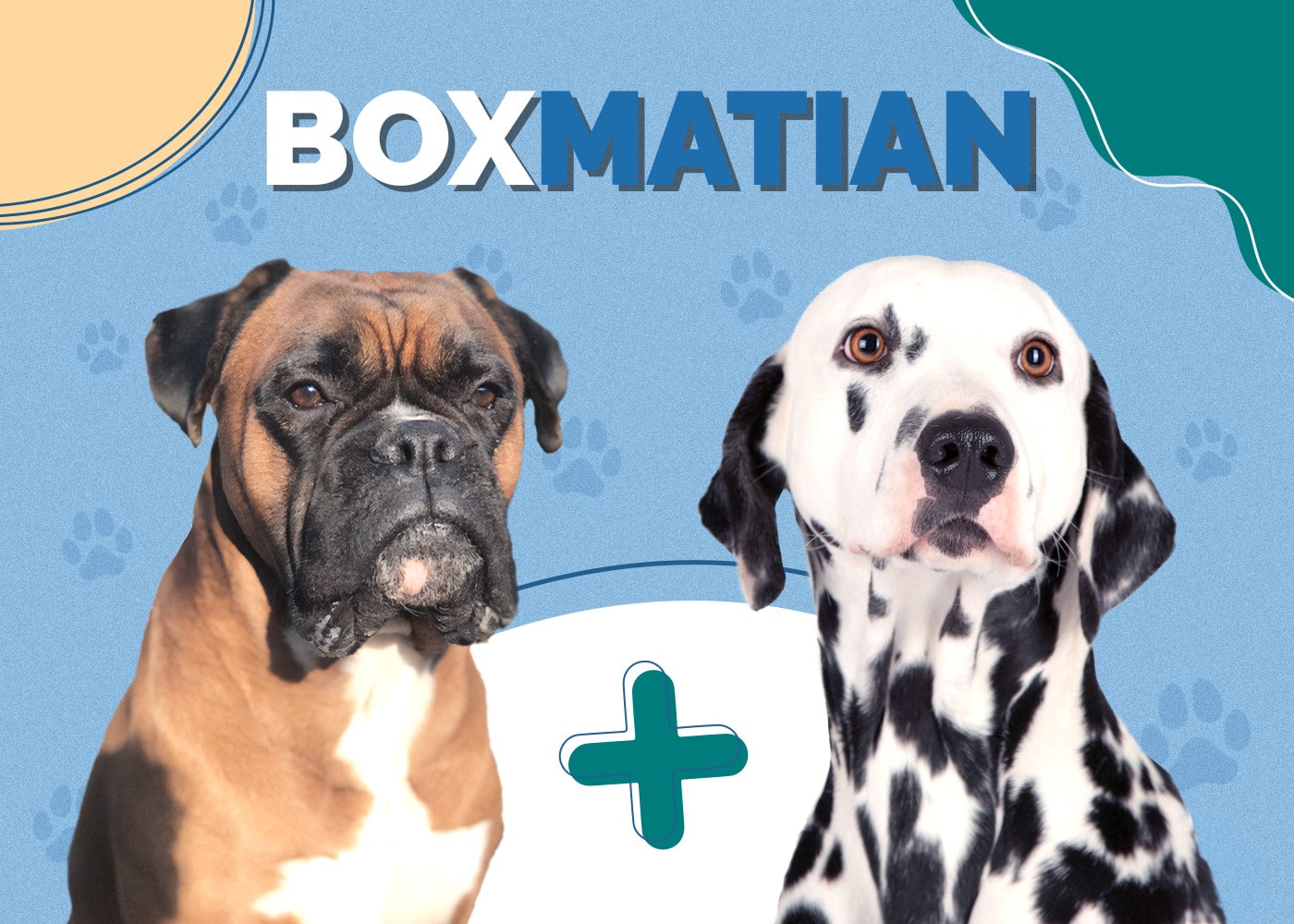 Boxmatian (Boxer & Dalmatian Mix): Info, Pictures, Traits