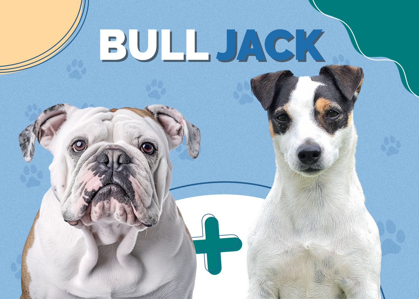 Bull Jack (English Bulldog & Jack Russell Terrier Mix) Info, Pictures, Facts