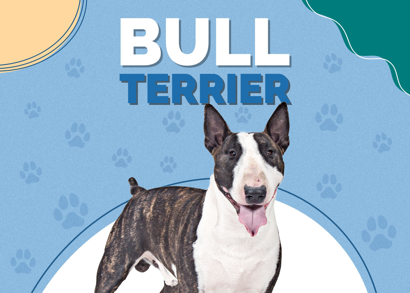 Bull Terrier Dog Breed: Info, Pictures, Personality & More