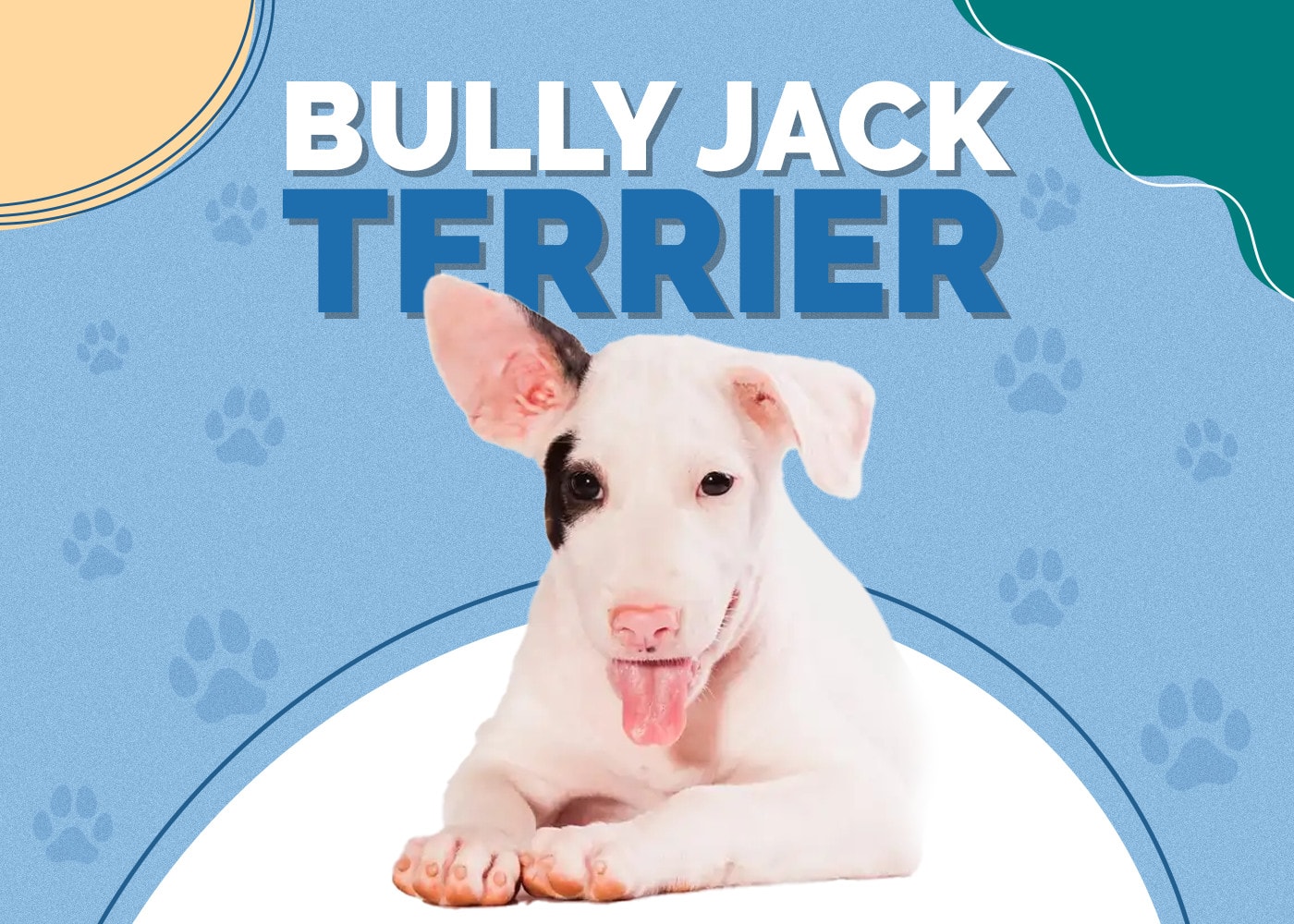 Bully Jack Terrier (Bull Terrier & Jack Russell Mix): Info, Pictures, Facts