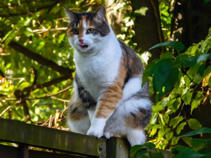 Why Do Cats Drool? 8 Vet-Approved Reasons