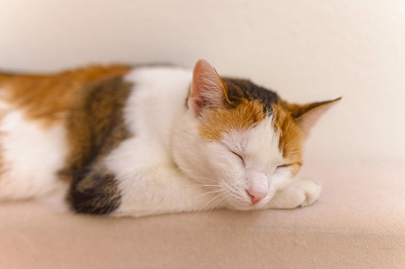 Why is My Cat Twitching in Their Sleep? 3 Vet-Verified Reasons