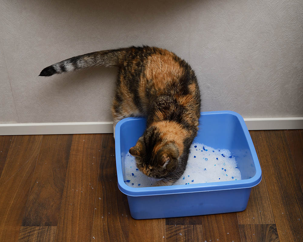How Often Do Cats Poop? What’s Normal & When to Worry (Vet Answer)