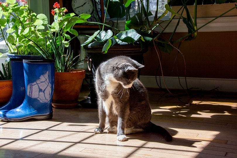 Why Do Cats Chase Their Tails? Behavioral Reasons & Advice (Vet Answer)