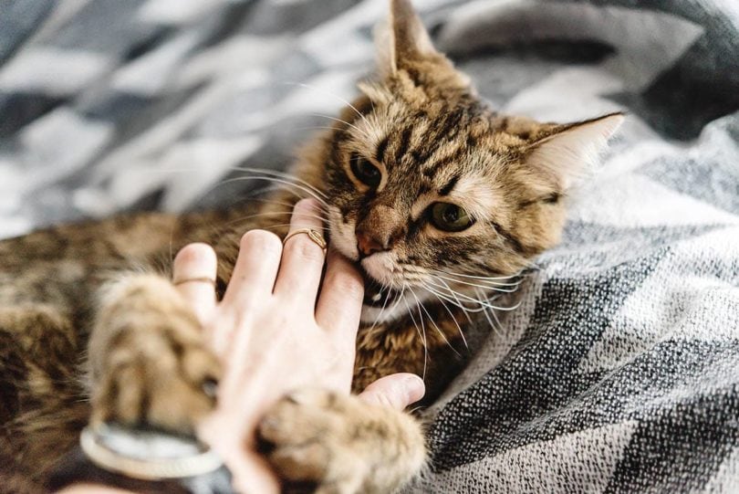 Why Do Cats Bite When You Pet Them? Vet-Verified Feline Behavior