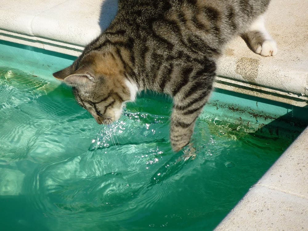 My Cat Drank Pool Water, What Should I Do? Vet Reviewed Facts & FAQs