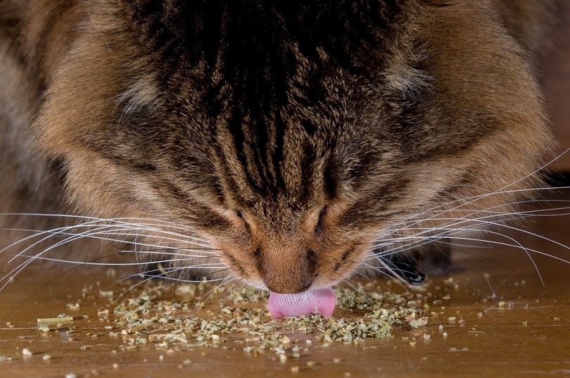 Can Cats Overdose on Catnip? Vet-Reviewed Facts & FAQ