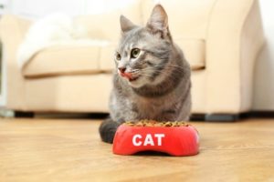 9 Best Cat Foods in the UK in 2026 - Reviews & Top Picks