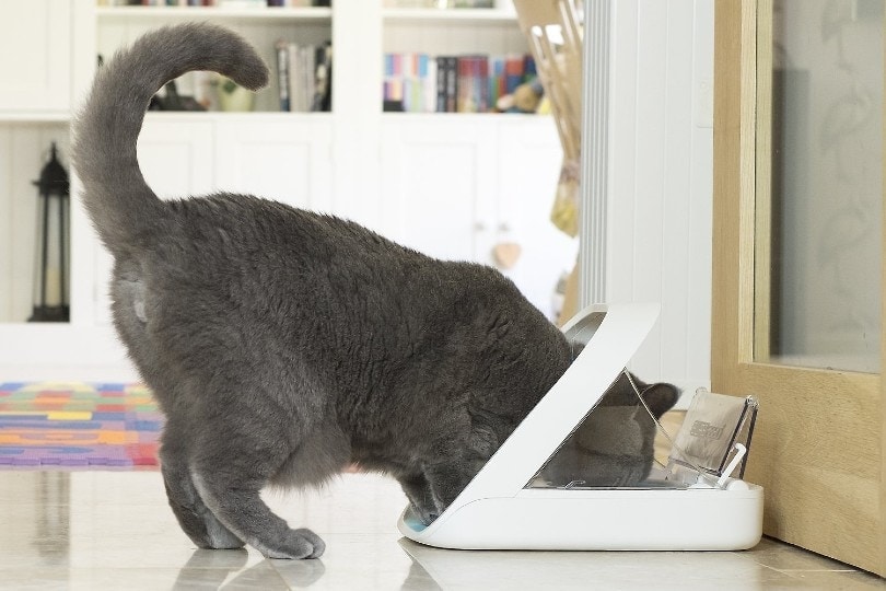 9 Best Automatic Cat Feeders (Wet & Dry) - 2026 Reviews and Top Picks
