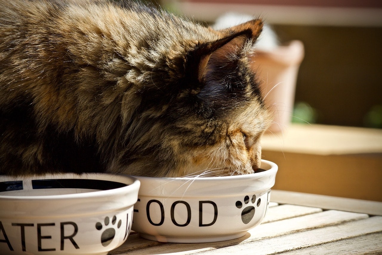 10 Best Cat Foods for IBD in Canada — 2026 Reviews & Top Picks