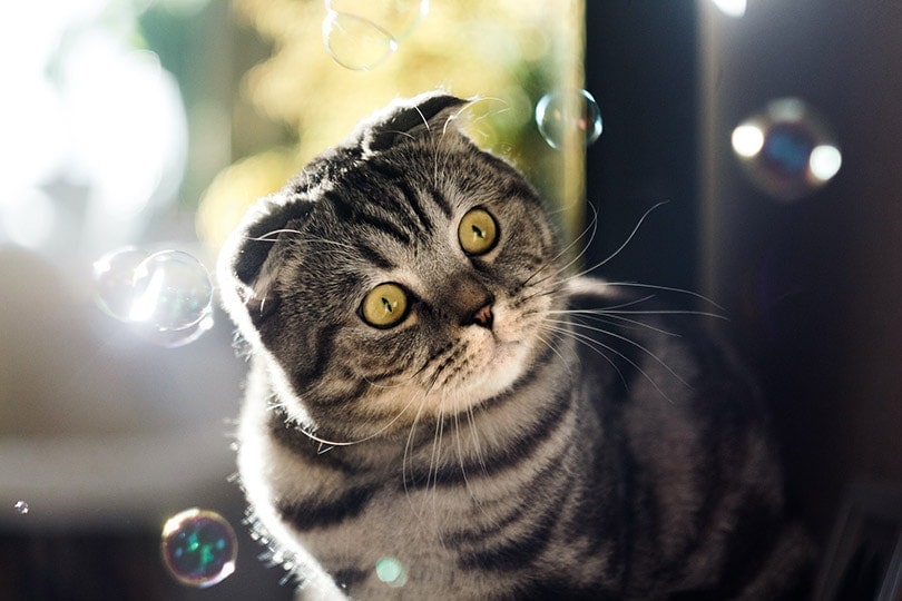 Why Is My Cat Shaking His Head? Possible Reasons Explained (Vet Answer)