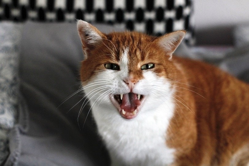 How to Approach a Cat: 9 Vet Approved Tips