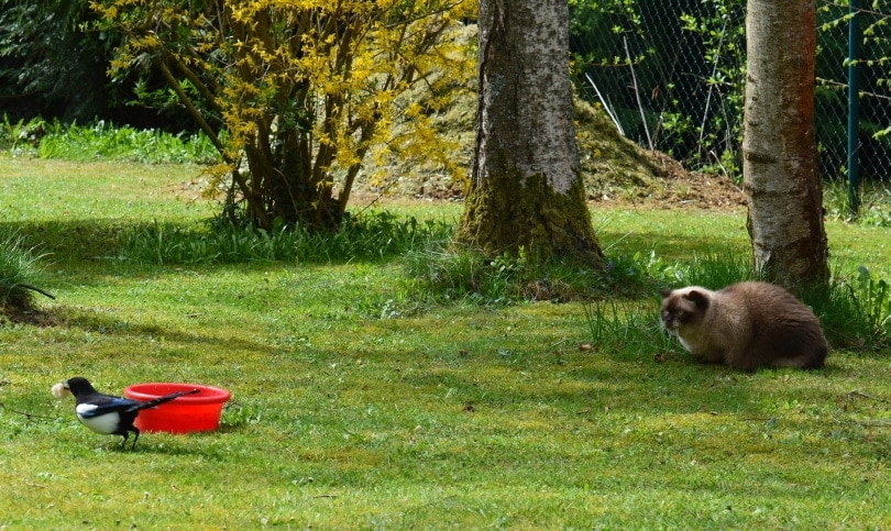 Why Do Cats Chatter at Birds? 6 Vet-Reviewed Reasons for This Behavior