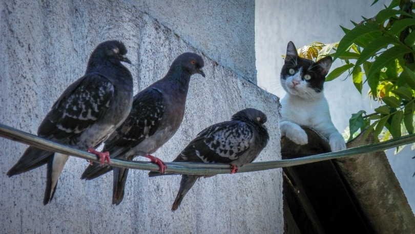 How to Protect Birds from Cats (11 Tips & Tricks)