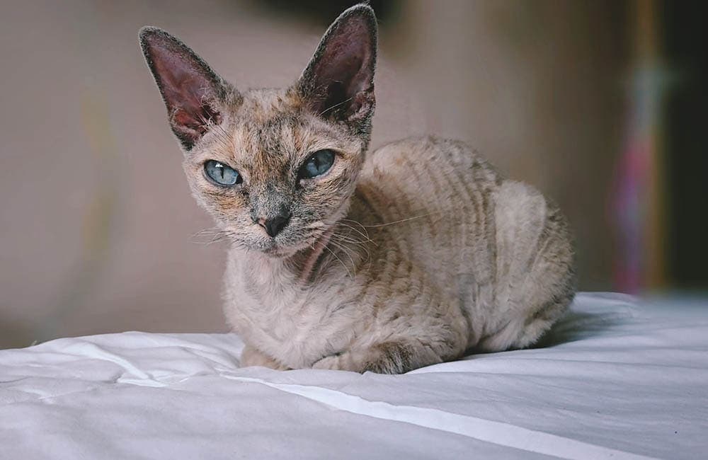 Why Does My Cat Poop on My Bed? 8 Vet-Approved Possible Reasons