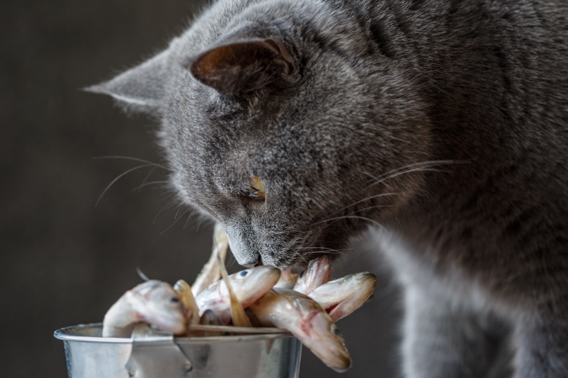 What Kinds of Fish Can Cats Eat? Vet-Reviewed Facts & FAQ