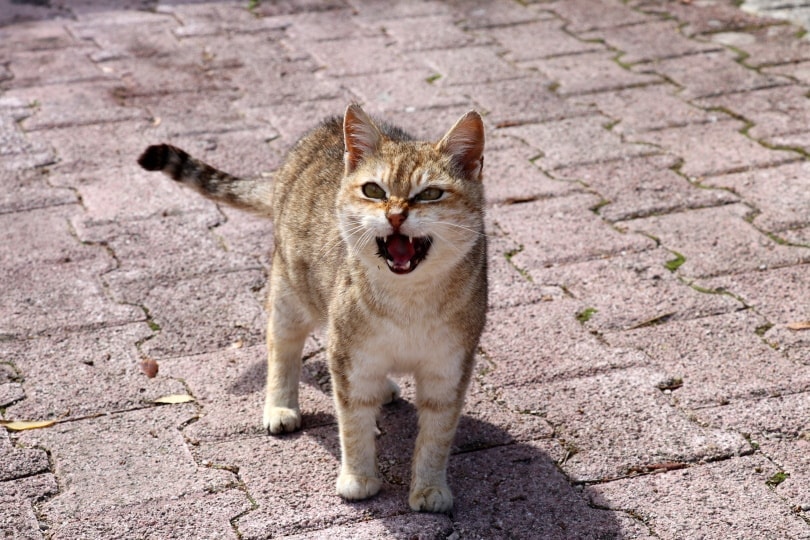 Why Do Cats Trill? 3 Vet-Reviewed Reasons for This Behavior