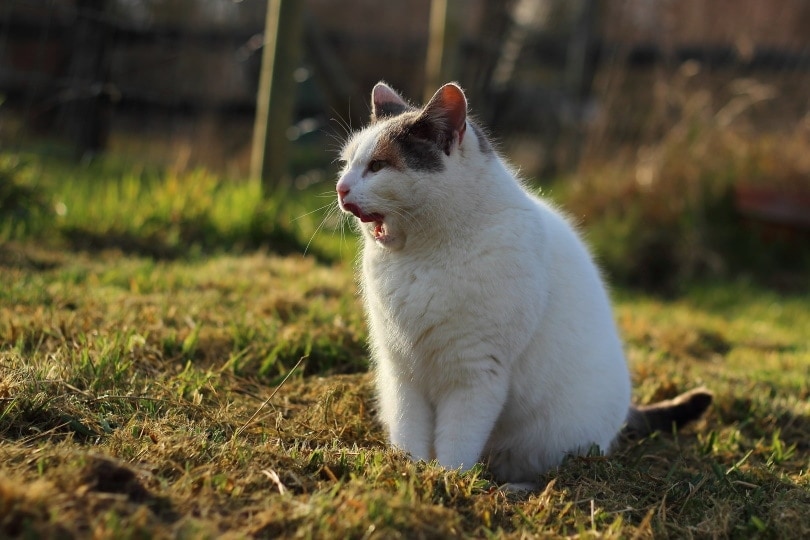 Why Do Cats Meow? 6 Vet-Approved Reasons