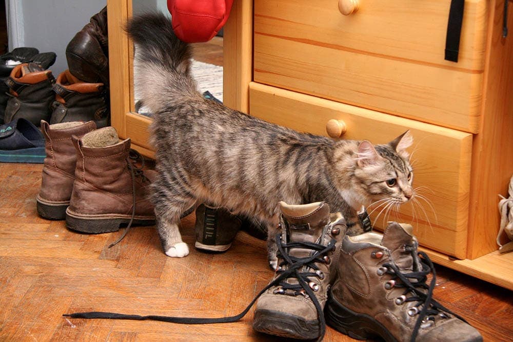 Why Do Cats Pee on Things? 5 Reasons & How to Stop It
