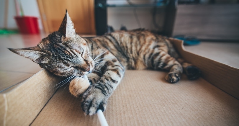 Why Do Cats “Bunny Kick”? Understanding If They're Playful or Aggressive