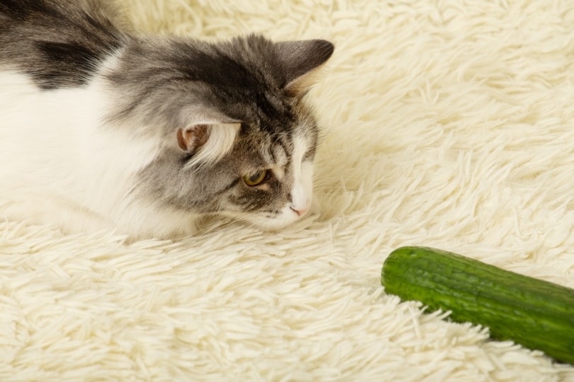 Why Are Cats So Scared of Cucumbers? Vet-Verified Reasons