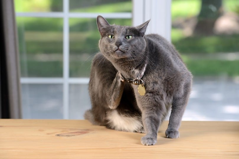 Why Does My Cat Pull His Hair Out? 7 Reasons (Vet Answer)