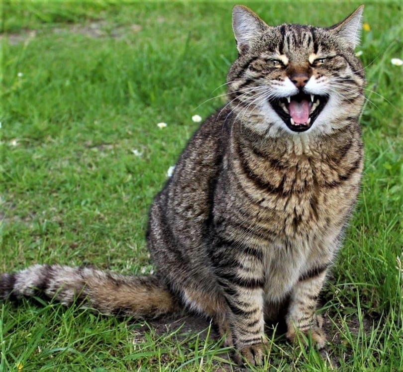 Can Cats Smile? Science-Backed Facts & FAQs